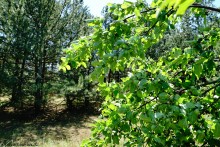 Леса у хутора Наумов на Северском Донце