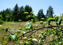 Леса у хутора Наумов на Северском Донце