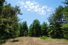 Леса у хутора Наумов на Северском Донце