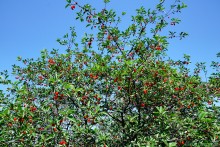 Леса у хутора Наумов на Северском Донце