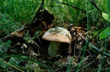 Леса у хутора Наумов на Северском Донце