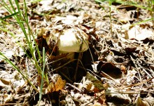 Леса у хутора Наумов на Северском Донце