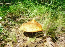 Леса у хутора Наумов на Северском Донце