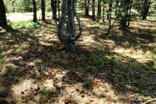 Леса у хутора Наумов на Северском Донце