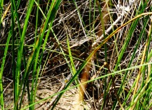 Леса у хутора Наумов на Северском Донце