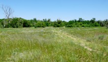 Леса у хутора Наумов на Северском Донце