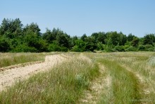 Леса у хутора Наумов на Северском Донце