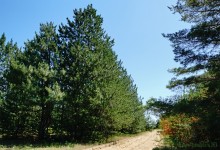 Леса у хутора Наумов на Северском Донце