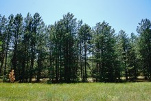 Леса у хутора Наумов на Северском Донце