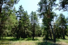 Леса у хутора Наумов на Северском Донце