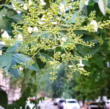 Софора японская на Сельмаше