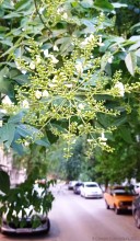 Софора японская на Сельмаше