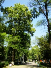 Софора японская на Сельмаше