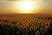 Подсолнухи и солнце.