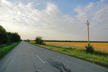 Акация в августе