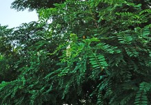 Акация в августе