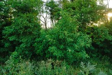 Акация в августе