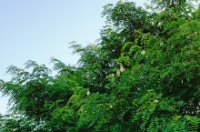 Акация в августе