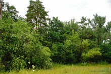 Поместье потомков атаманов Ефремовых в слободе Ефремово-Степановка на реке Калитве