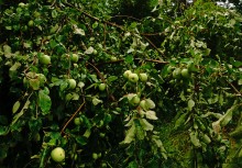 Поместье потомков атаманов Ефремовых в слободе Ефремово-Степановка на реке Калитве