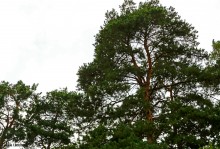 Поместье потомков атаманов Ефремовых в слободе Ефремово-Степановка на реке Калитве