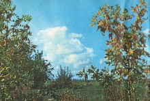 Фотоальбом 1974 г. "По-над Доном сад цветёт..."