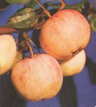 Фотоальбом 1974 г. "По-над Доном сад цветёт..."