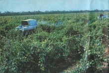 Фотоальбом 1974 г. "По-над Доном сад цветёт..."