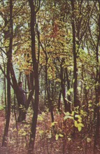 Фотоальбом 1974 г. "По-над Доном сад цветёт..."