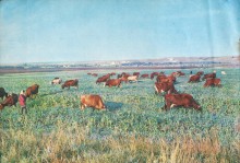 Фотоальбом 1974 г. "По-над Доном сад цветёт..."