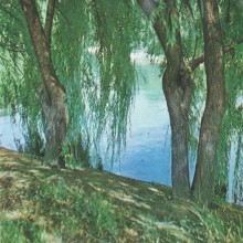 Фотоальбом 1974 г. "По-над Доном сад цветёт..."