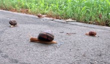 Улитки на улицах Ростова