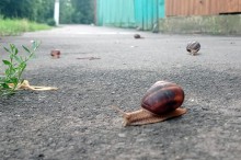 Улитки на улицах Ростова
