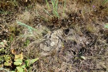 Ветряная мельница в Табунщиково