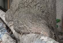 Деревья срослись с теплотрассой