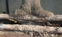 Деревья срослись с теплотрассой