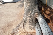 Деревья срослись с теплотрассой