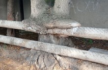 Деревья срослись с теплотрассой