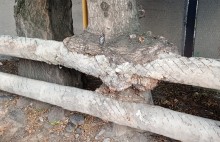 Деревья срослись с теплотрассой