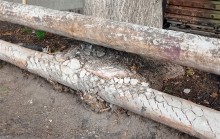 Деревья срослись с теплотрассой