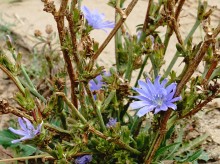 Осень на реке Калитве