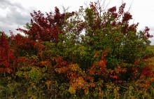 Осень на реке Калитве