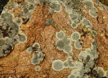 Выходы розового песчаника в долине реки Калитвы