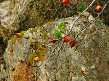 Выходы розового песчаника в долине реки Калитвы