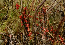 Выходы розового песчаника в долине реки Калитвы