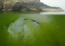 Казантип, медуза корнерот