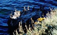 Прогулки по заповеднику на полуострове Казантип. По скалам и пляжам в обществе птиц и медуз