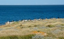 Прогулки по заповеднику на полуострове Казантип. По скалам и пляжам в обществе птиц и медуз