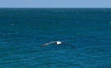 Прогулки по заповеднику на полуострове Казантип. По скалам и пляжам в обществе птиц и медуз