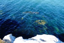 Прогулки по заповеднику на полуострове Казантип. По скалам и пляжам в обществе птиц и медуз